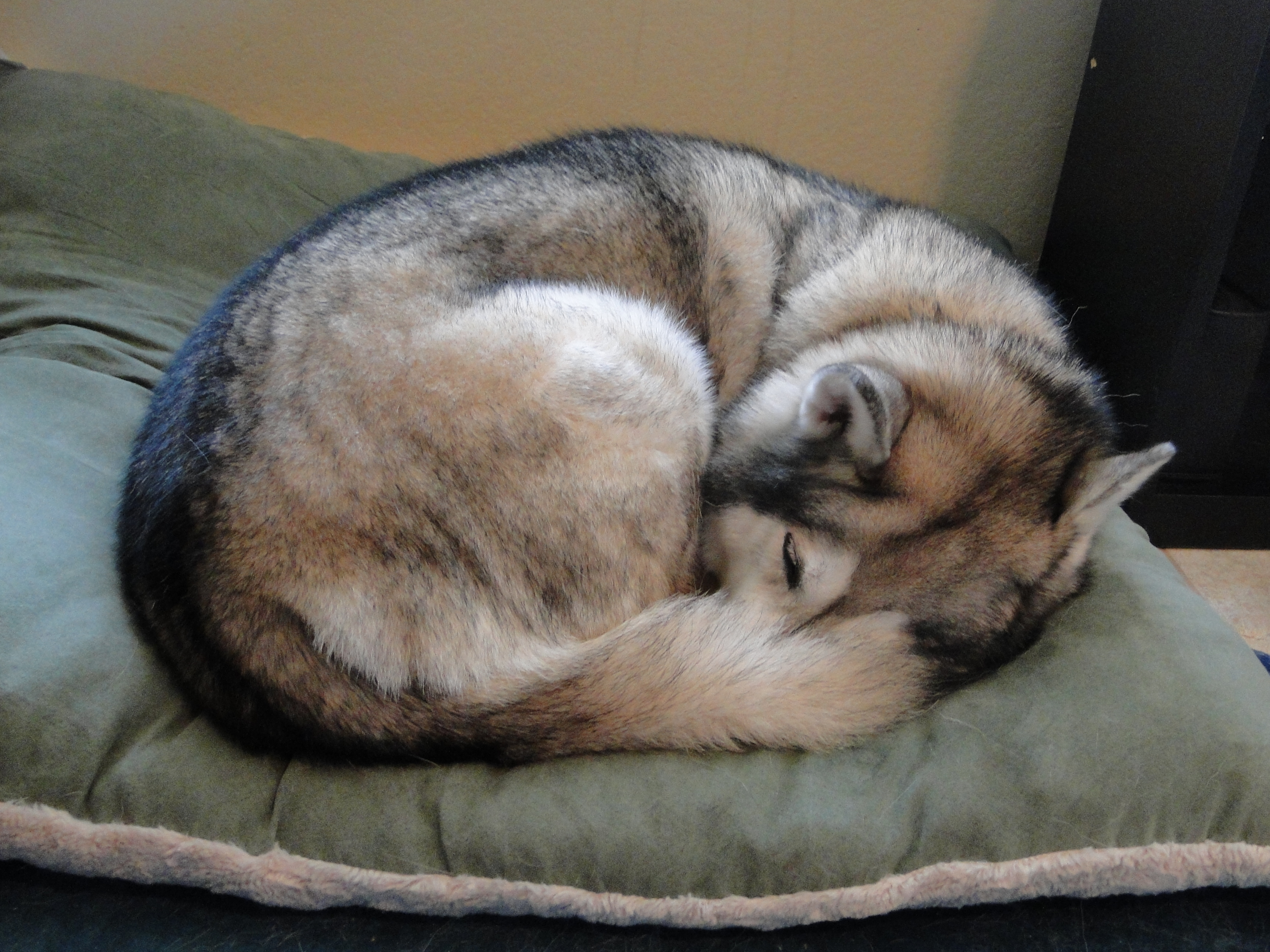 Почему животные спят клубком. Спящие собачки. Собака свернулась клубком.